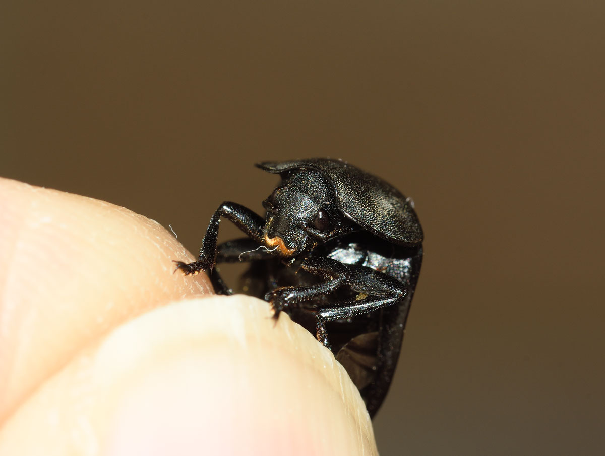 Silphidae:  Silpha cfr. tristis