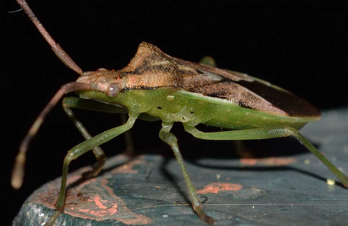 Coreidae: Gonocerus juniperi del Piemonte (NO)