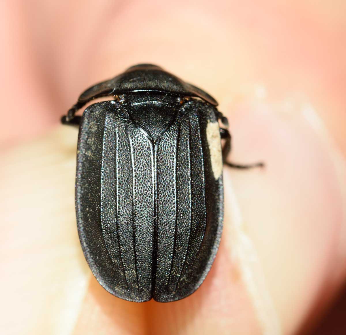 Silphidae:  Silpha cfr. tristis