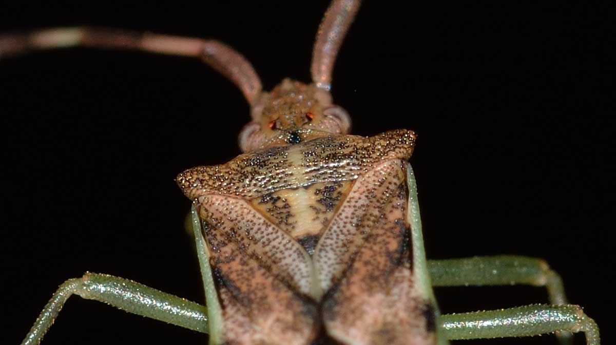 Coreidae: Gonocerus juniperi del Piemonte (NO)