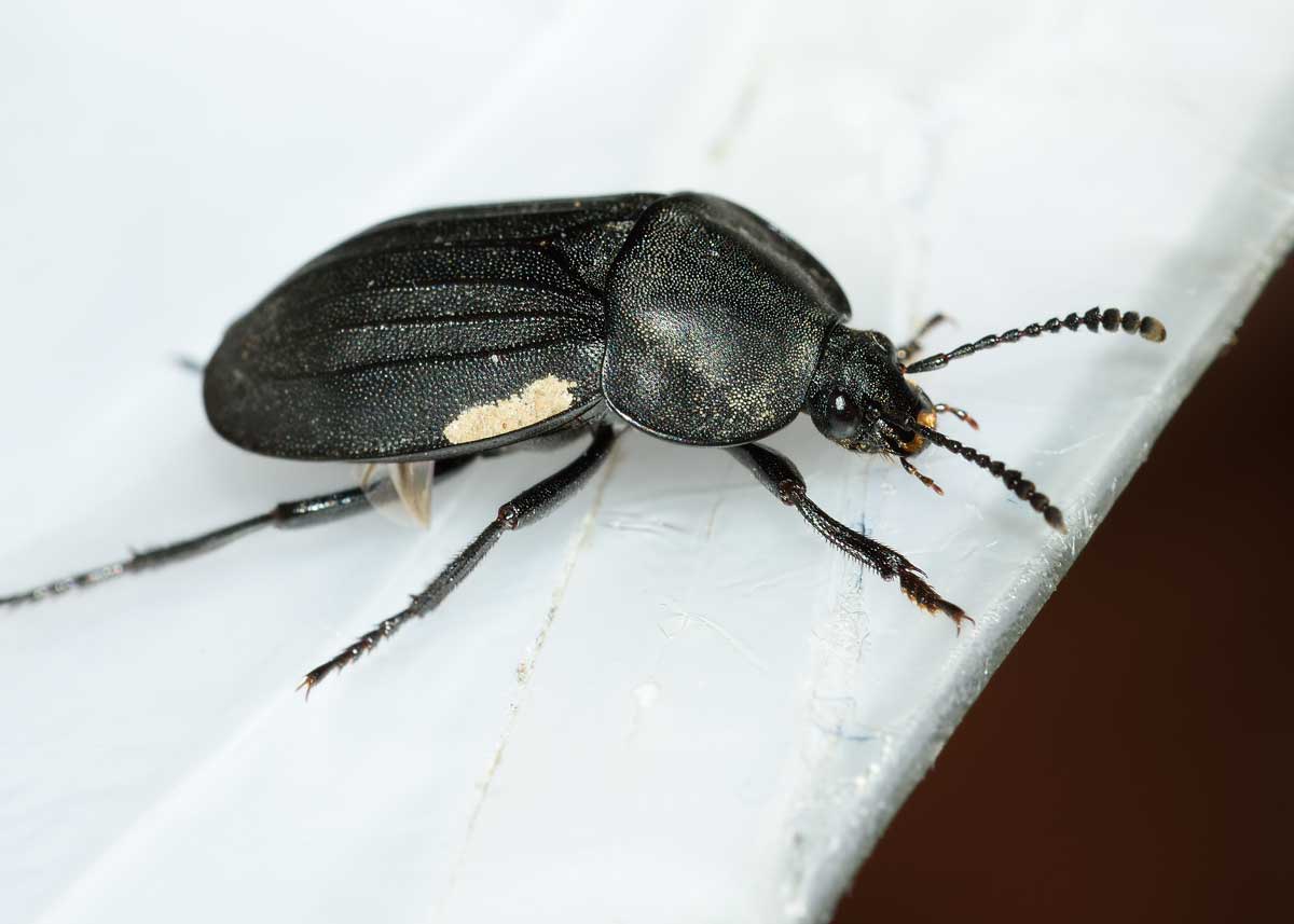 Silphidae:  Silpha cfr. tristis