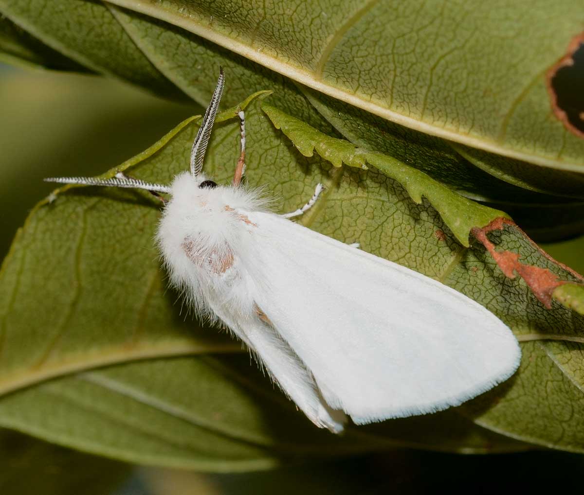 Da identificare - Hyphantria cunea