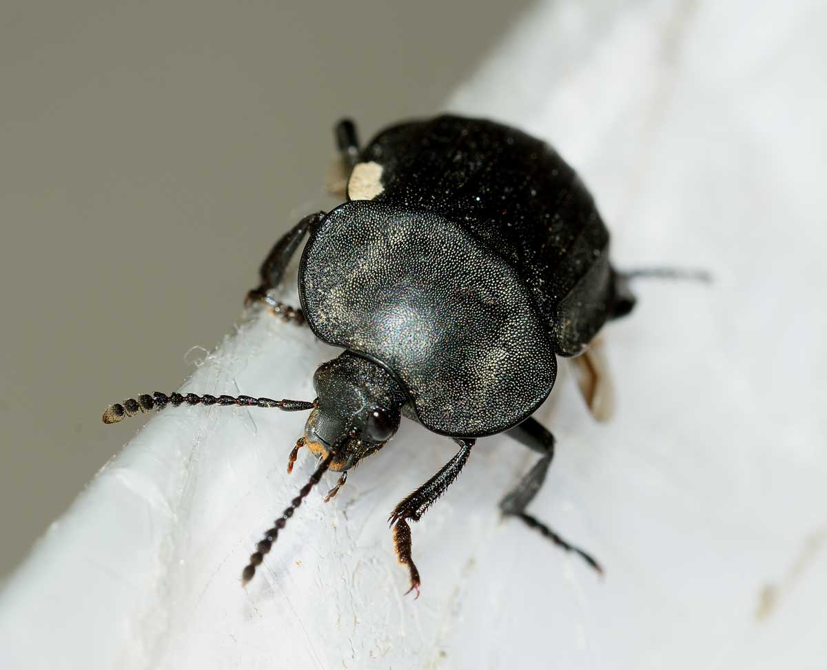 Silphidae:  Silpha cfr. tristis