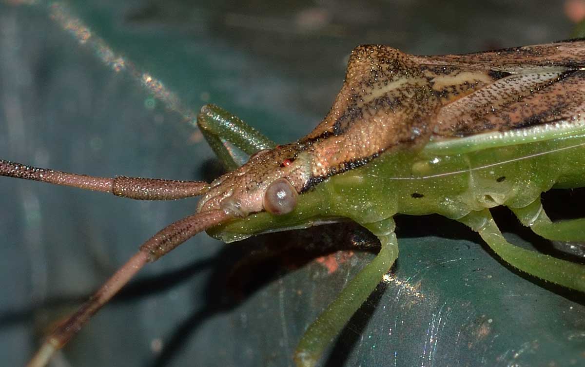 Coreidae: Gonocerus juniperi del Piemonte (NO)