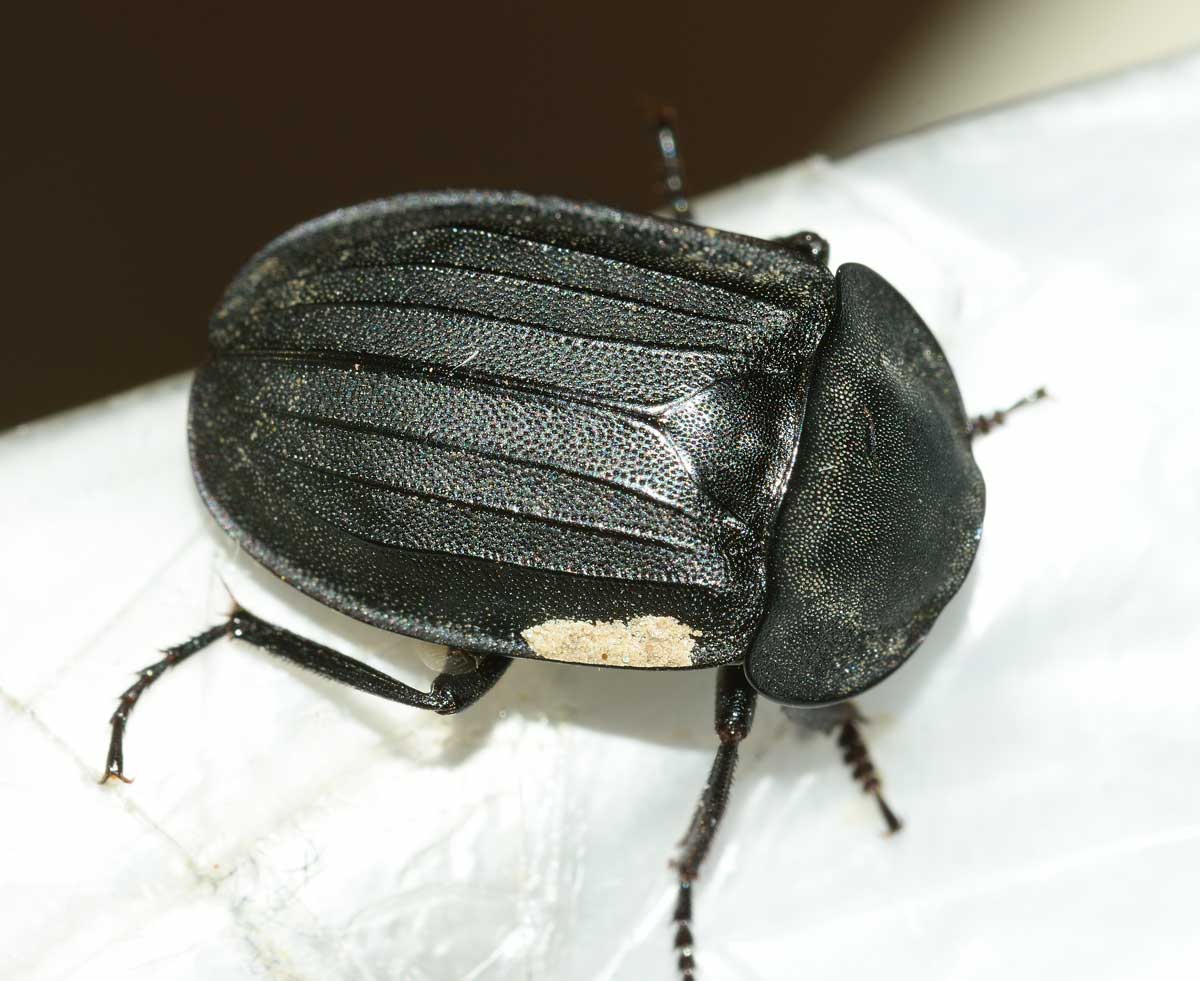 Silphidae:  Silpha cfr. tristis