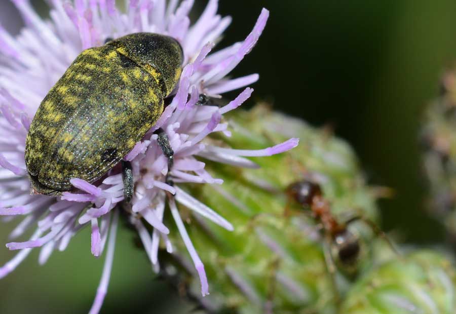 Larinus cfr. turbinatus