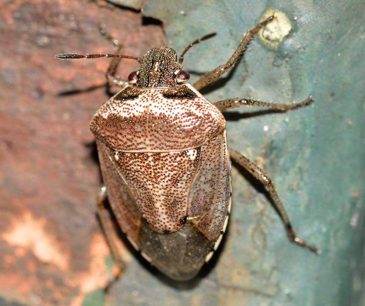 Eysarcoris ventralis (Pentatomidae)