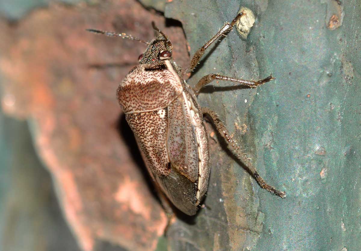 Eysarcoris ventralis (Pentatomidae)