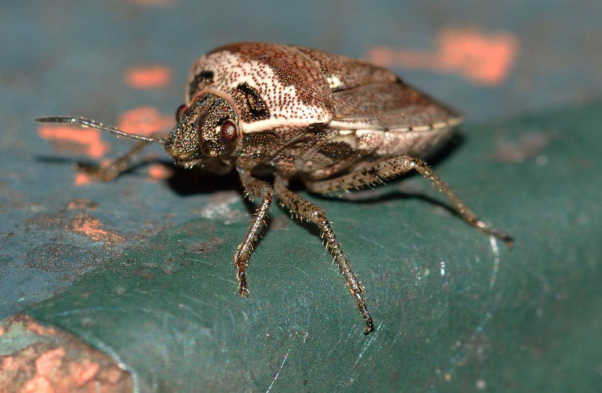 Eysarcoris ventralis (Pentatomidae)