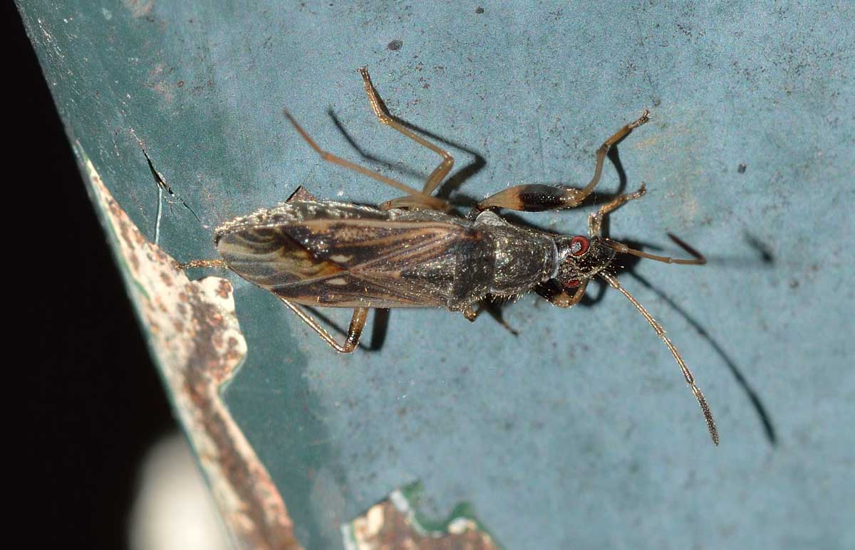 Lygaeidae: Paraparomius leptopoides del Piemonte (NO)