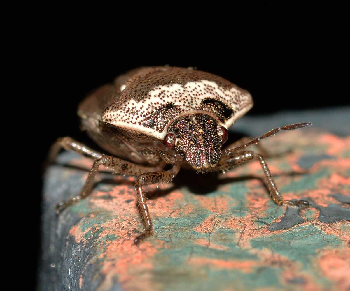 Eysarcoris ventralis (Pentatomidae)