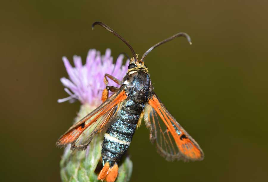 Sesiidae: Pyropteron chrysidiforme