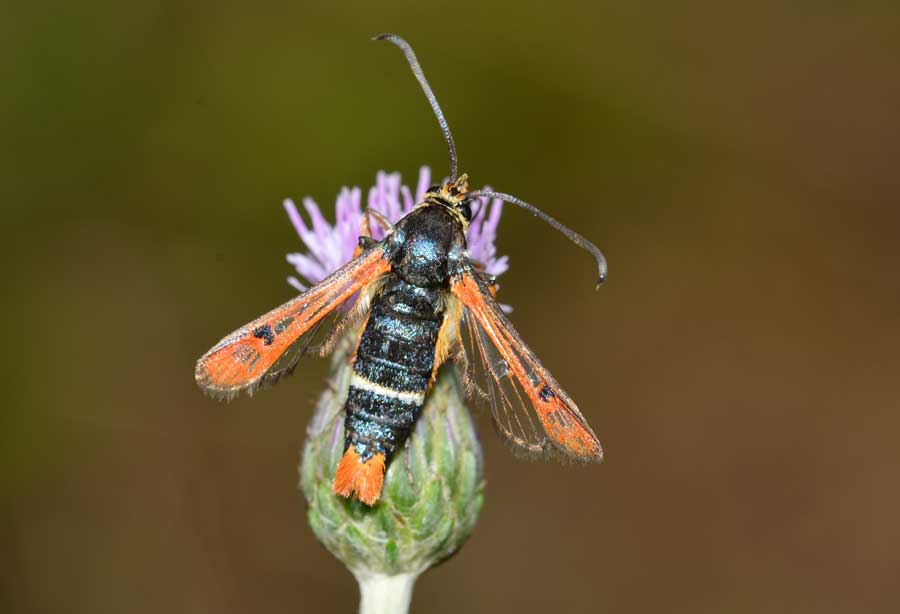 Sesiidae: Pyropteron chrysidiforme