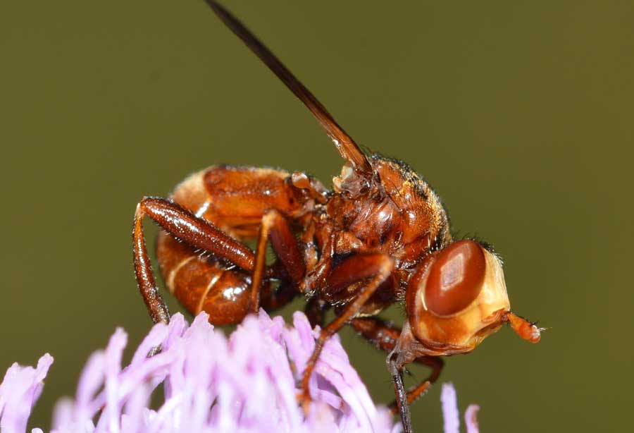 Sicus cf.ferrugineus (Conopidae)