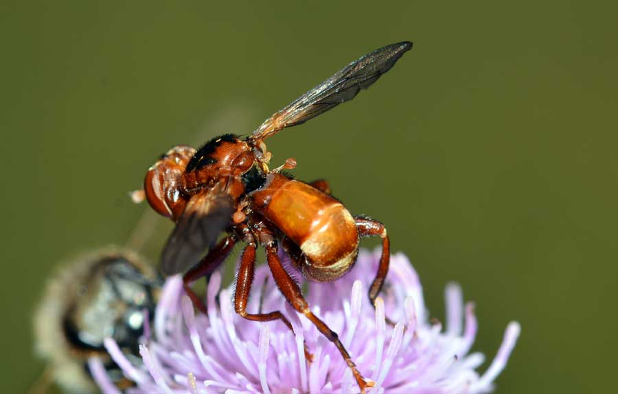 Sicus cf.ferrugineus (Conopidae)