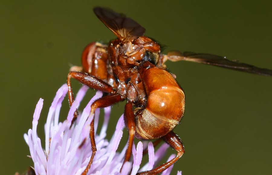 Sicus cf.ferrugineus (Conopidae)