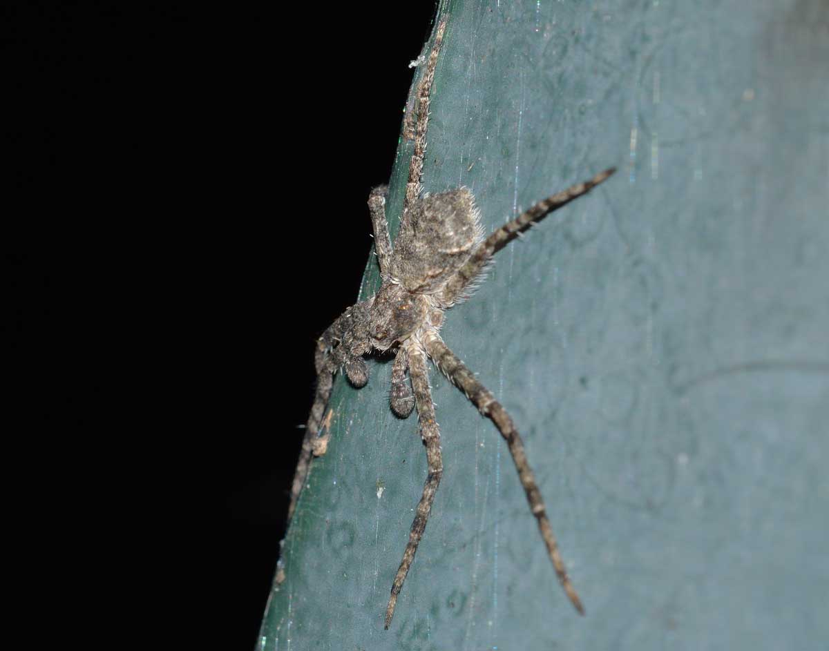 Philodromus margaritatus - Novara