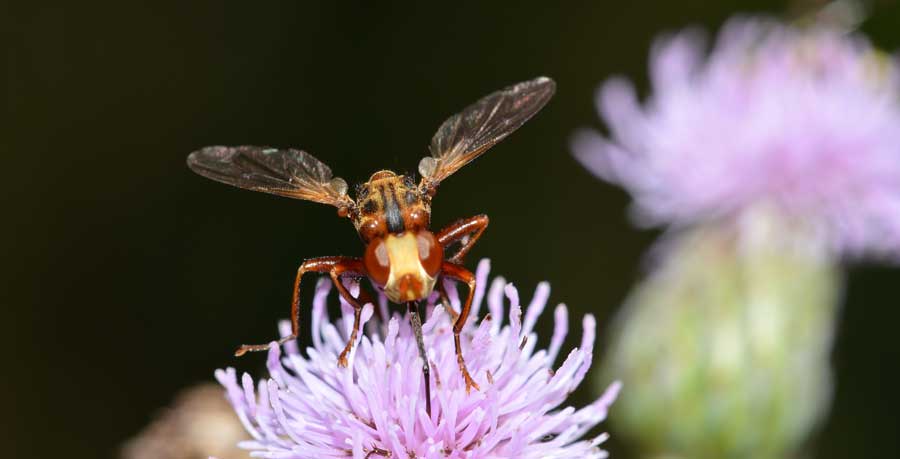 Sicus cf.ferrugineus (Conopidae)