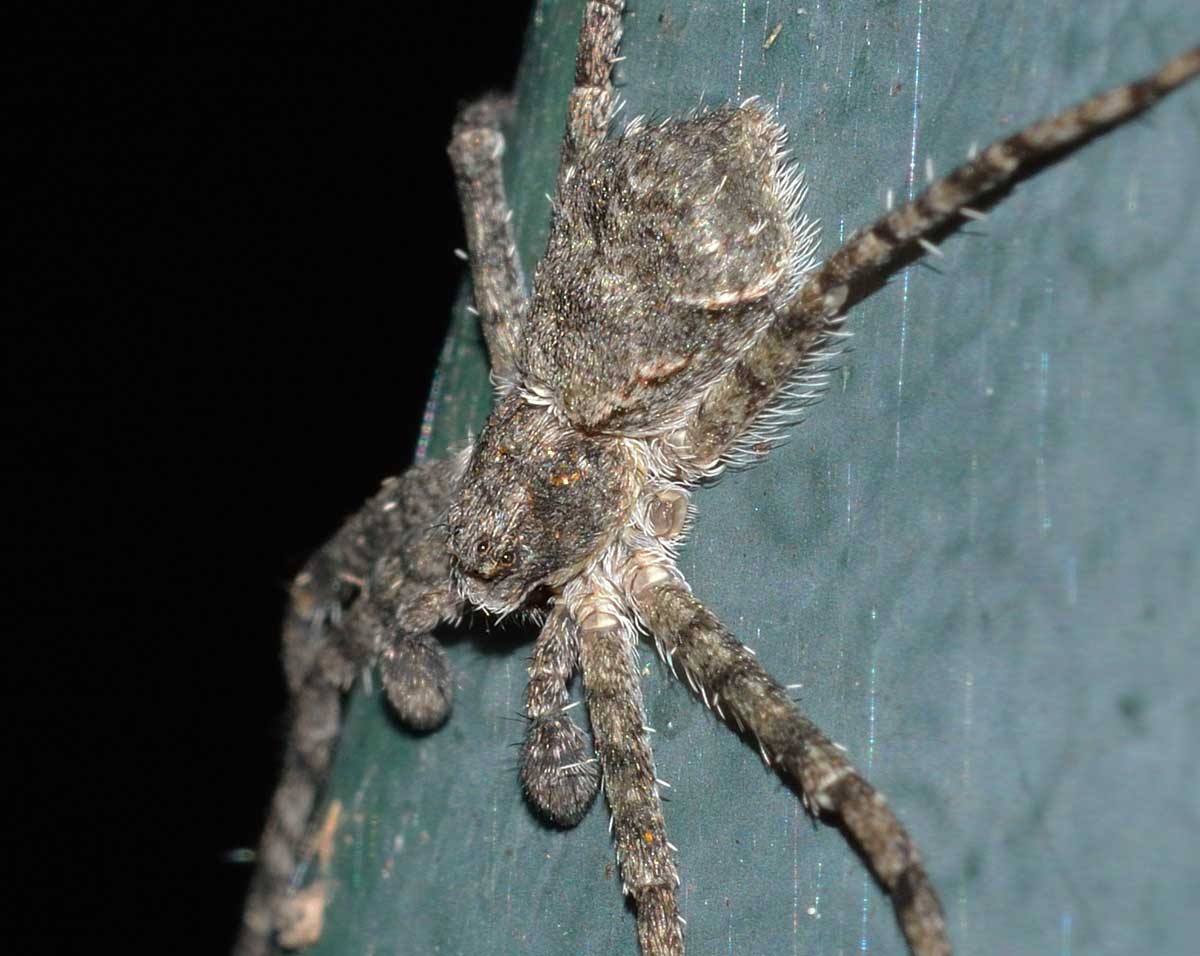 Philodromus margaritatus - Novara