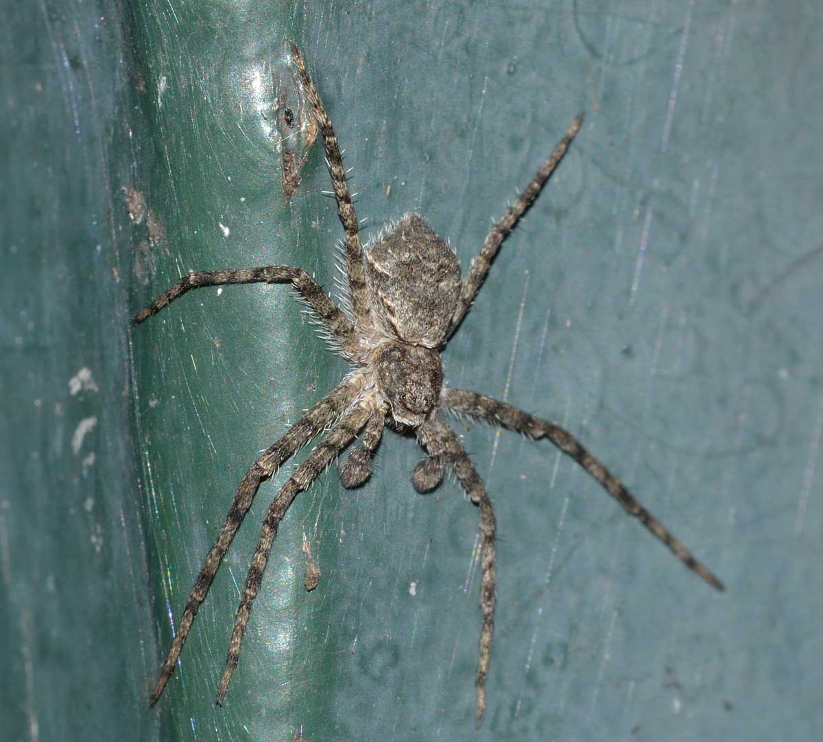 Philodromus margaritatus - Novara