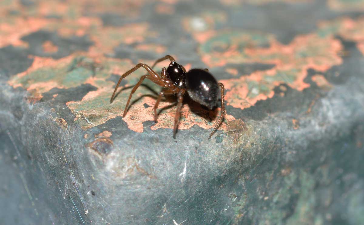 Piccolo Linyphiidae - Novara