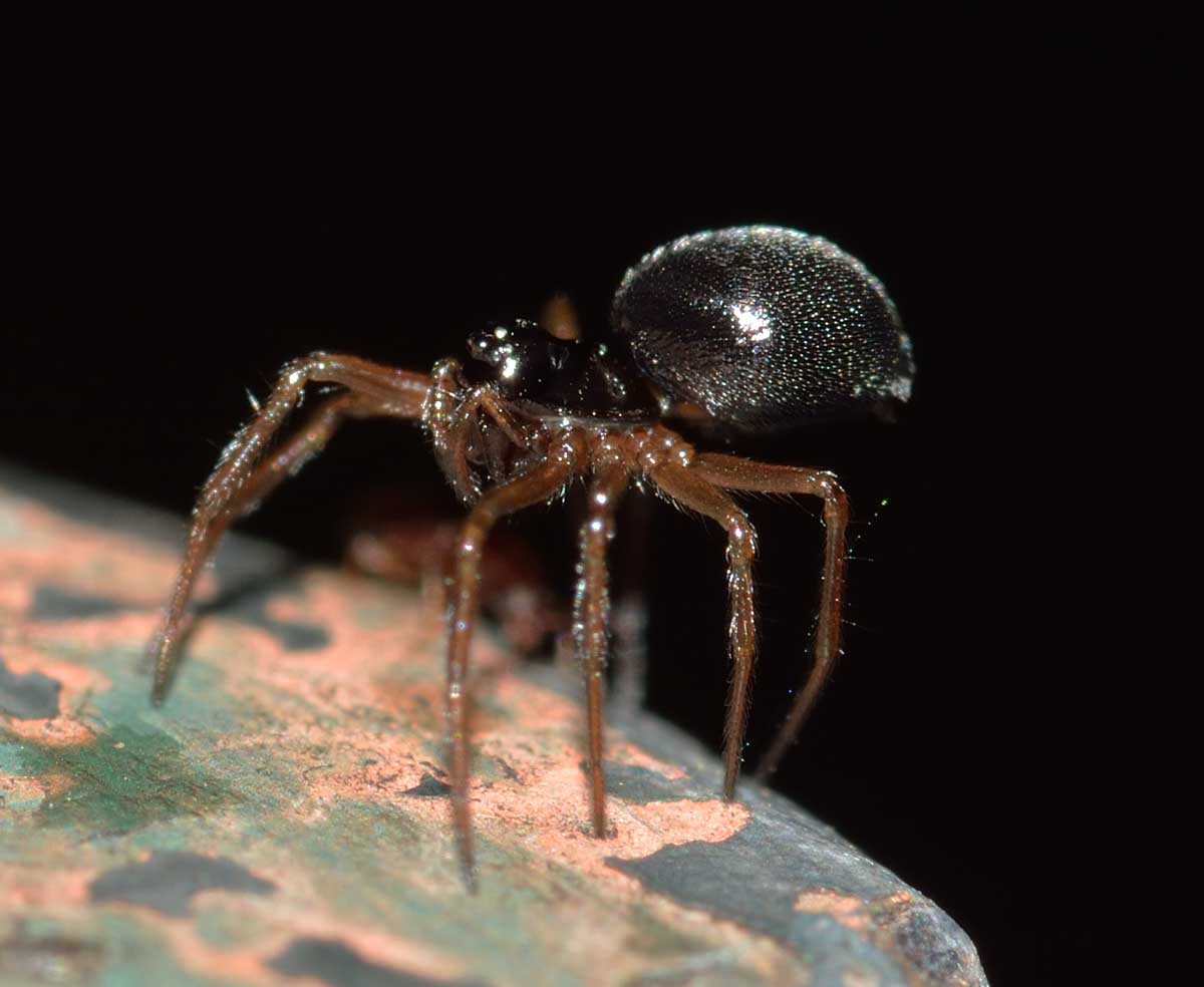 Piccolo Linyphiidae - Novara