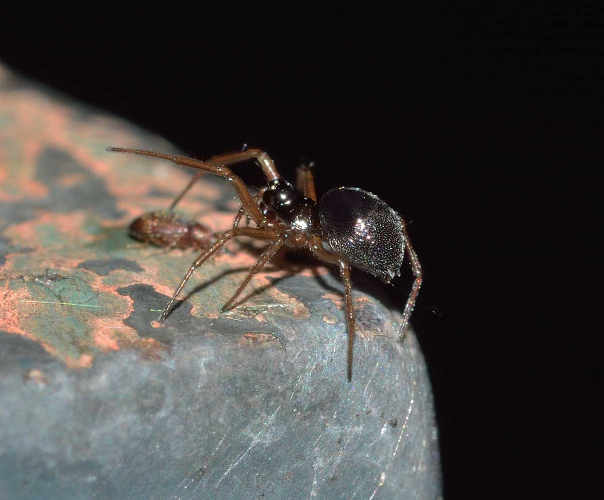 Piccolo Linyphiidae - Novara