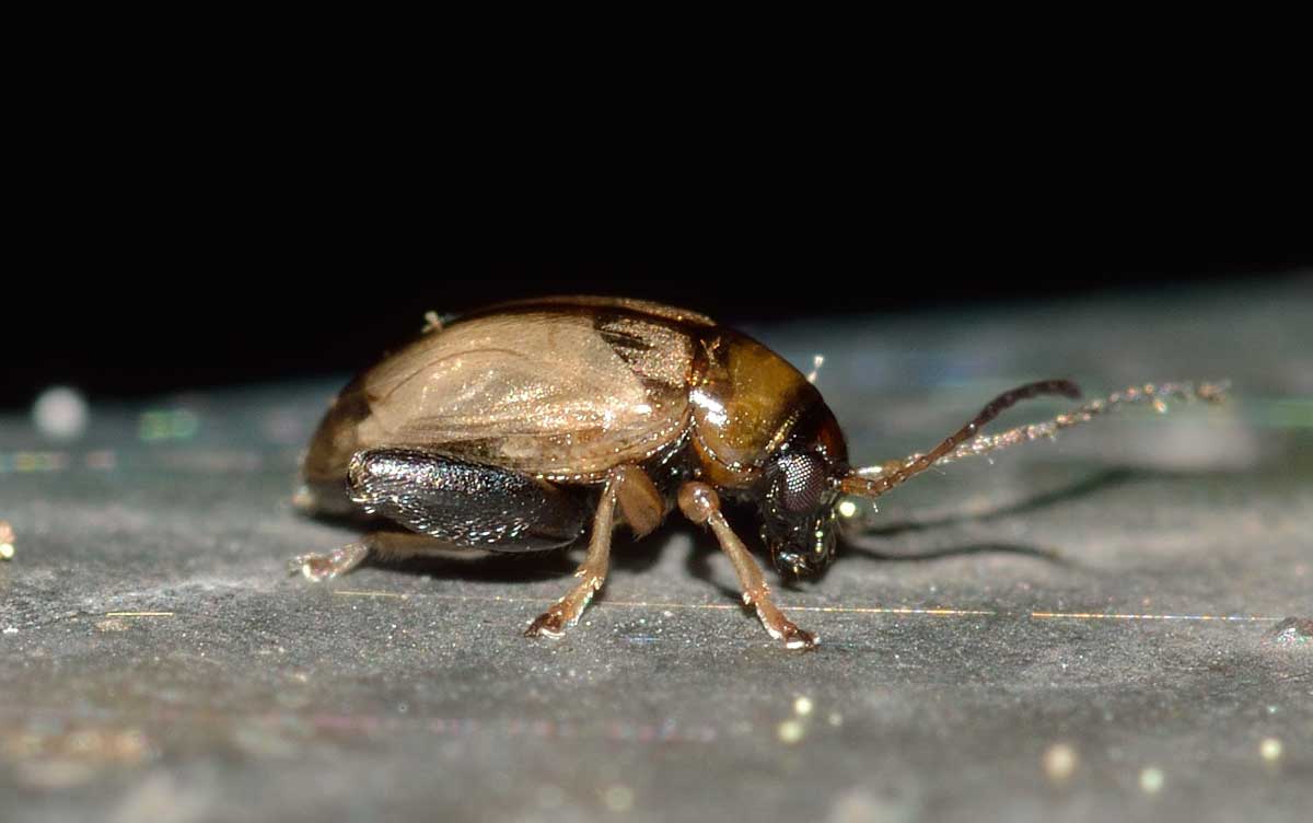 Longitarsus sp., Chrysomelidae