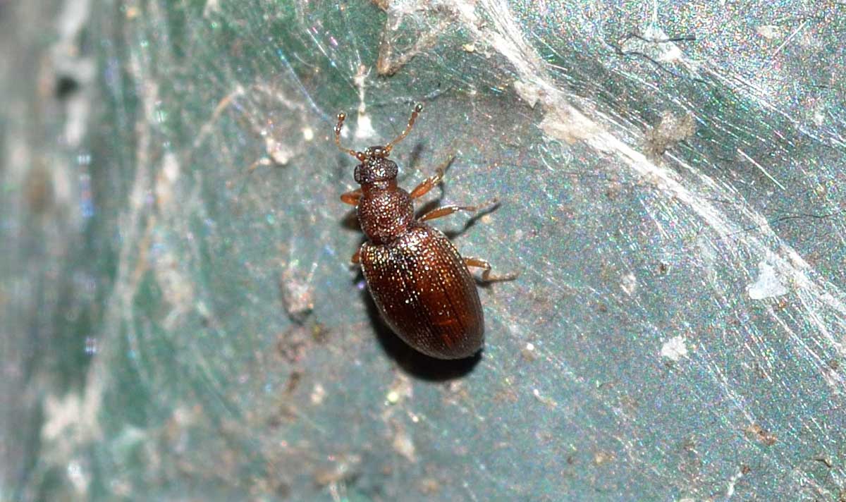 Corticaria sp.?, Latridiidae