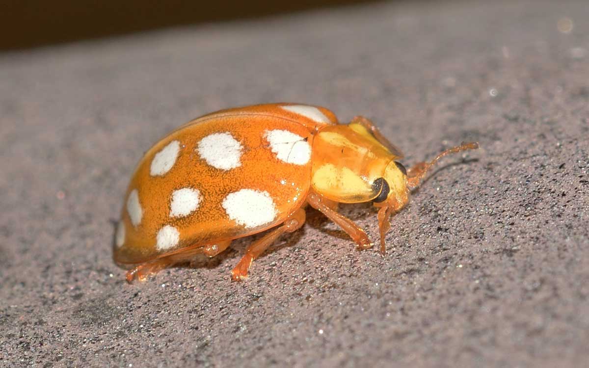 Halyzia sedecimguttata, Coccinellidae