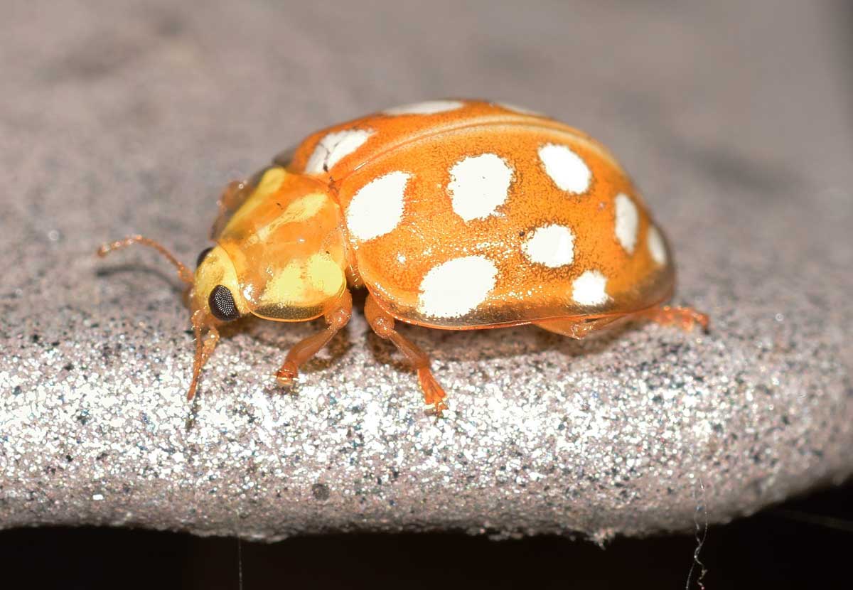 Halyzia sedecimguttata, Coccinellidae