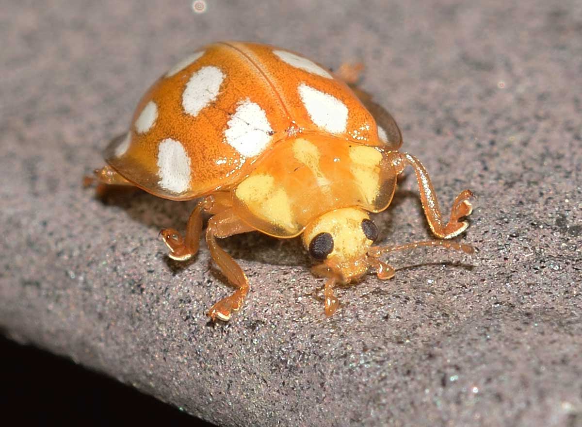 Halyzia sedecimguttata, Coccinellidae