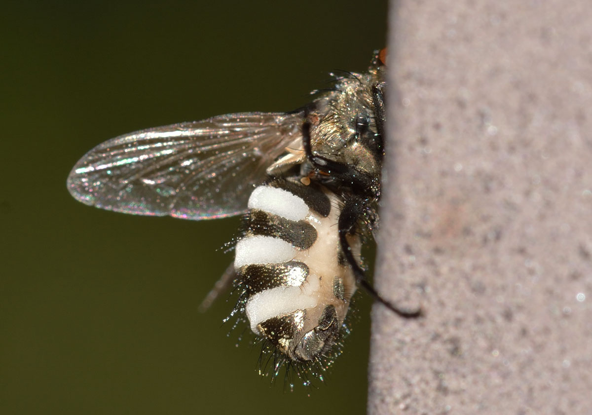 Pollenia sp. (Calliphoridae) parassitata da fungo Cordiceps