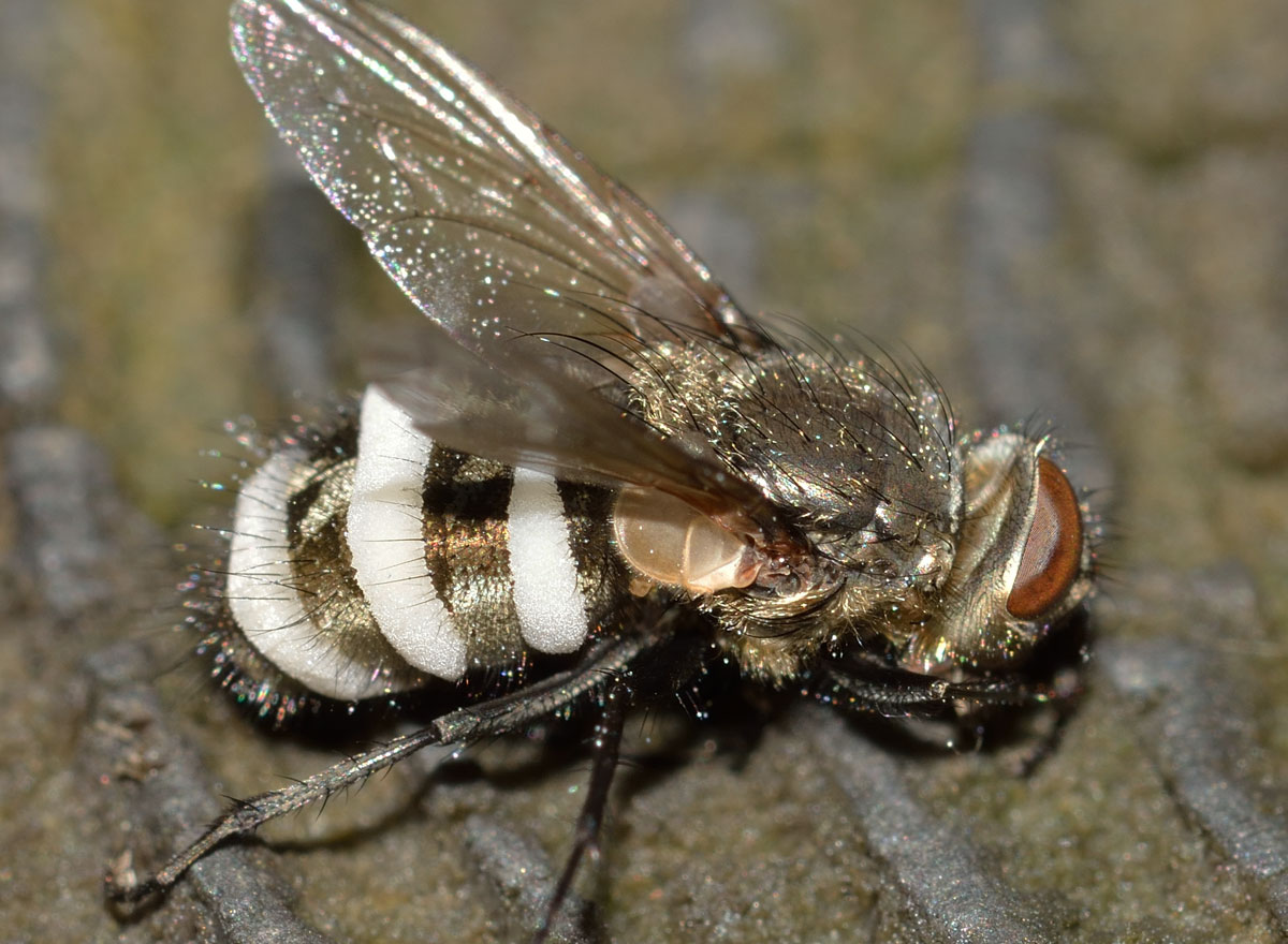 Pollenia sp. (Calliphoridae) parassitata da fungo Cordiceps