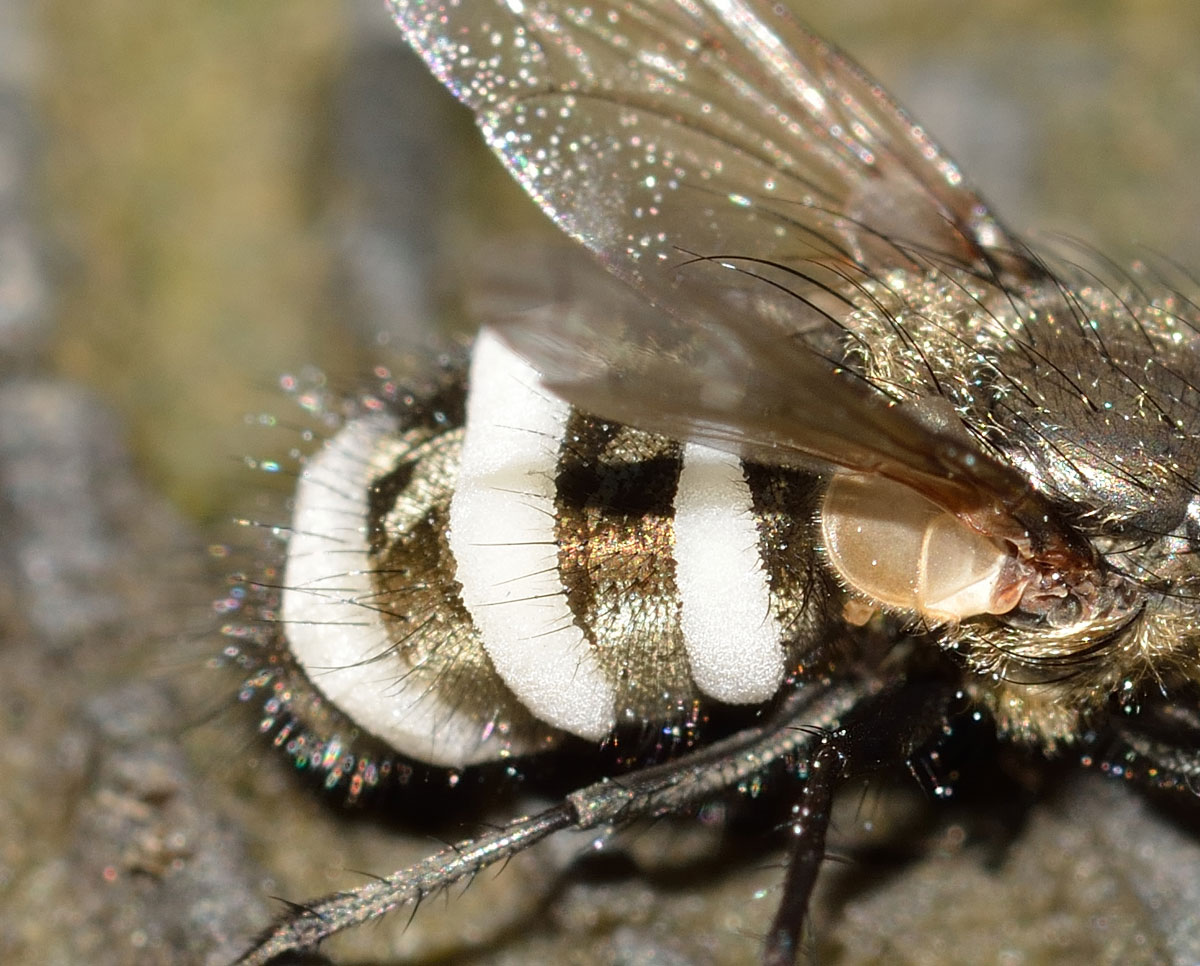 Pollenia sp. (Calliphoridae) parassitata da fungo Cordiceps