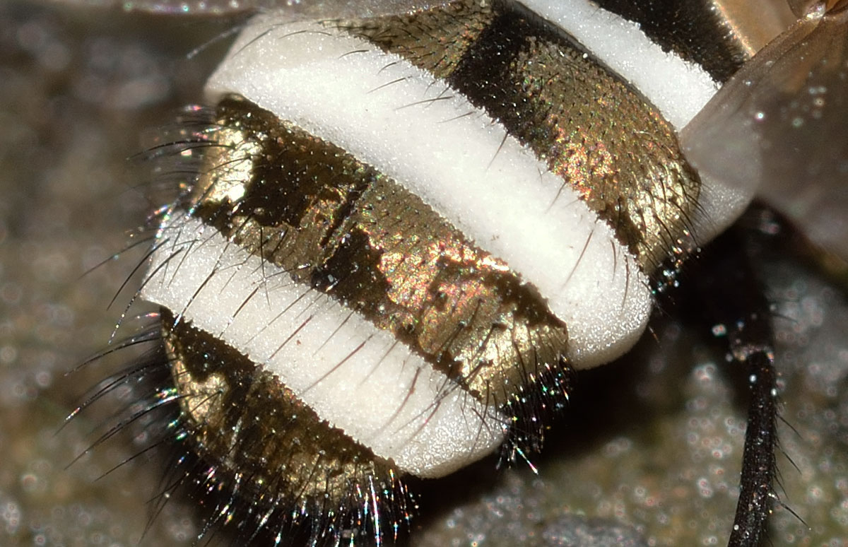 Pollenia sp. (Calliphoridae) parassitata da fungo Cordiceps