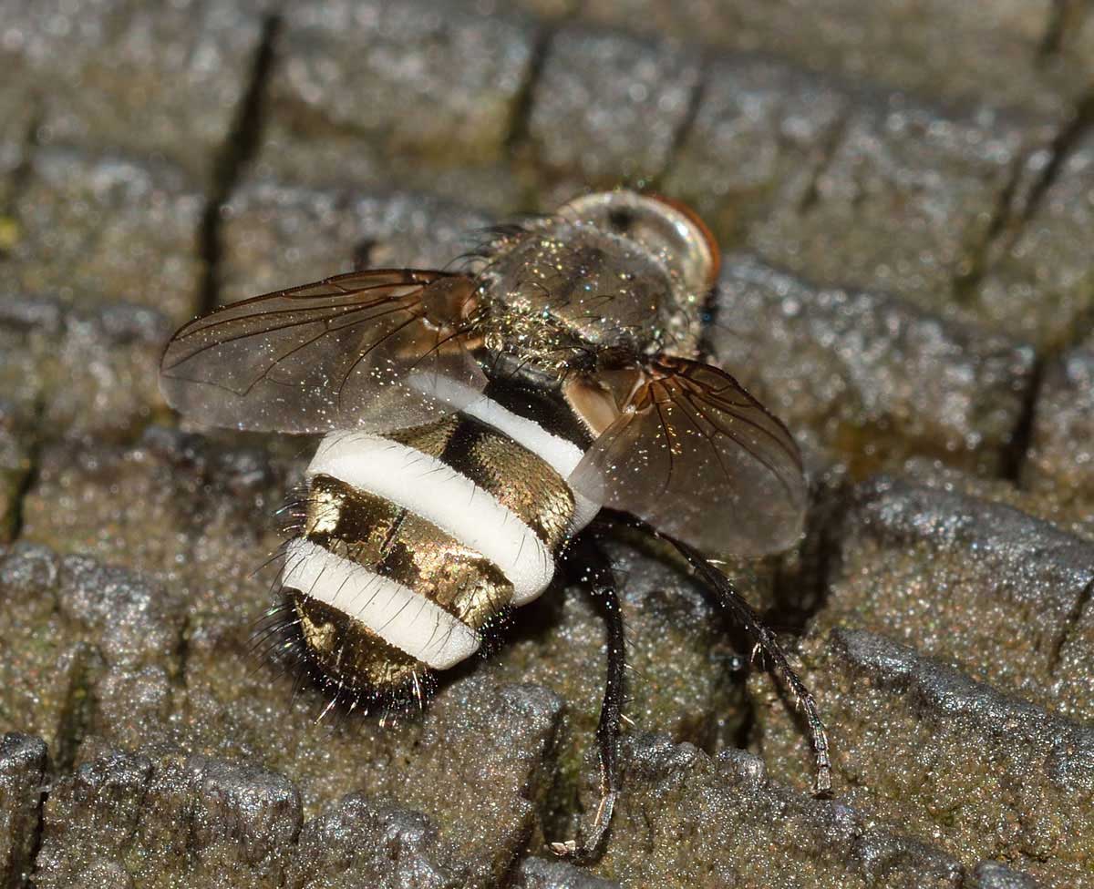 Pollenia sp. (Calliphoridae) parassitata da fungo Cordiceps