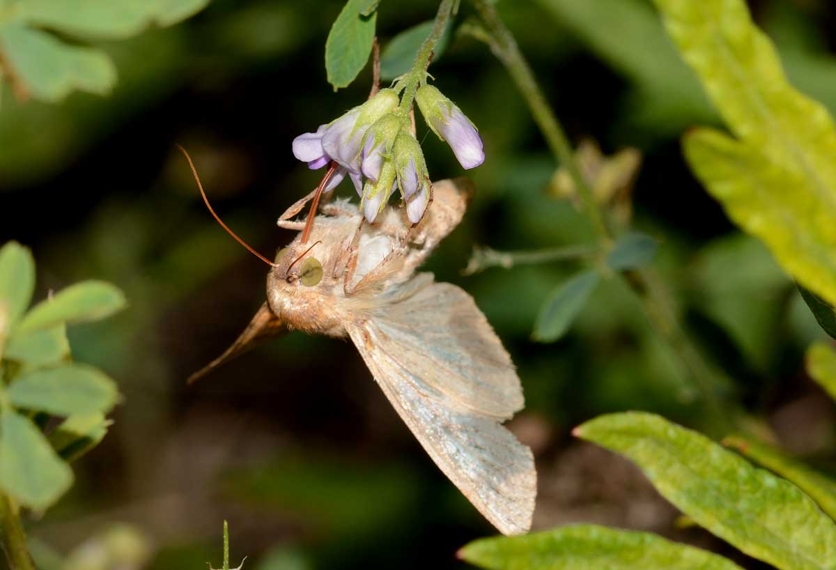 Da identificare -  Helicoverpa armigera