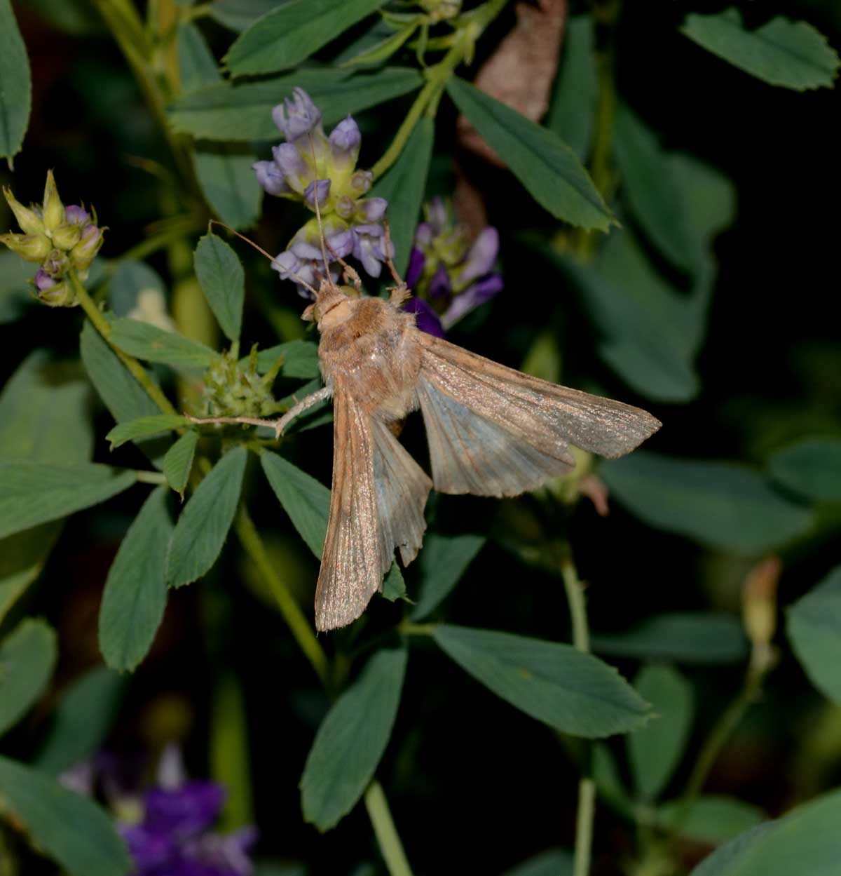 Da identificare -  Helicoverpa armigera