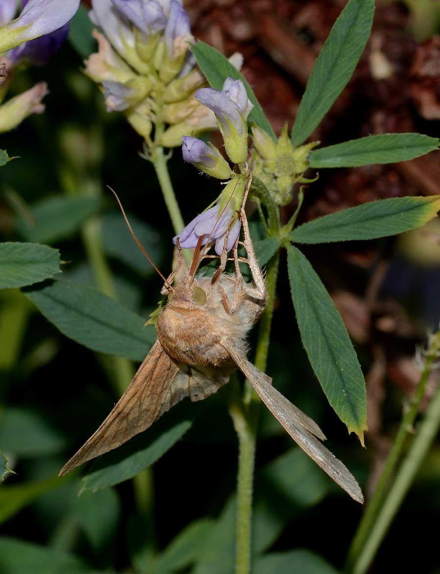 Da identificare -  Helicoverpa armigera