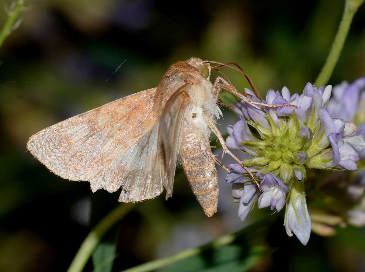 Da identificare -  Helicoverpa armigera