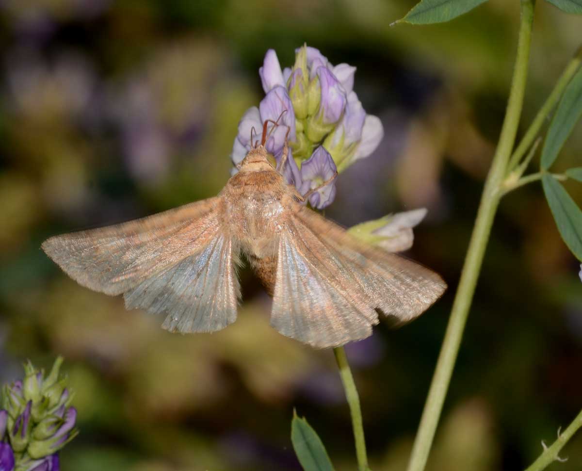 Da identificare -  Helicoverpa armigera