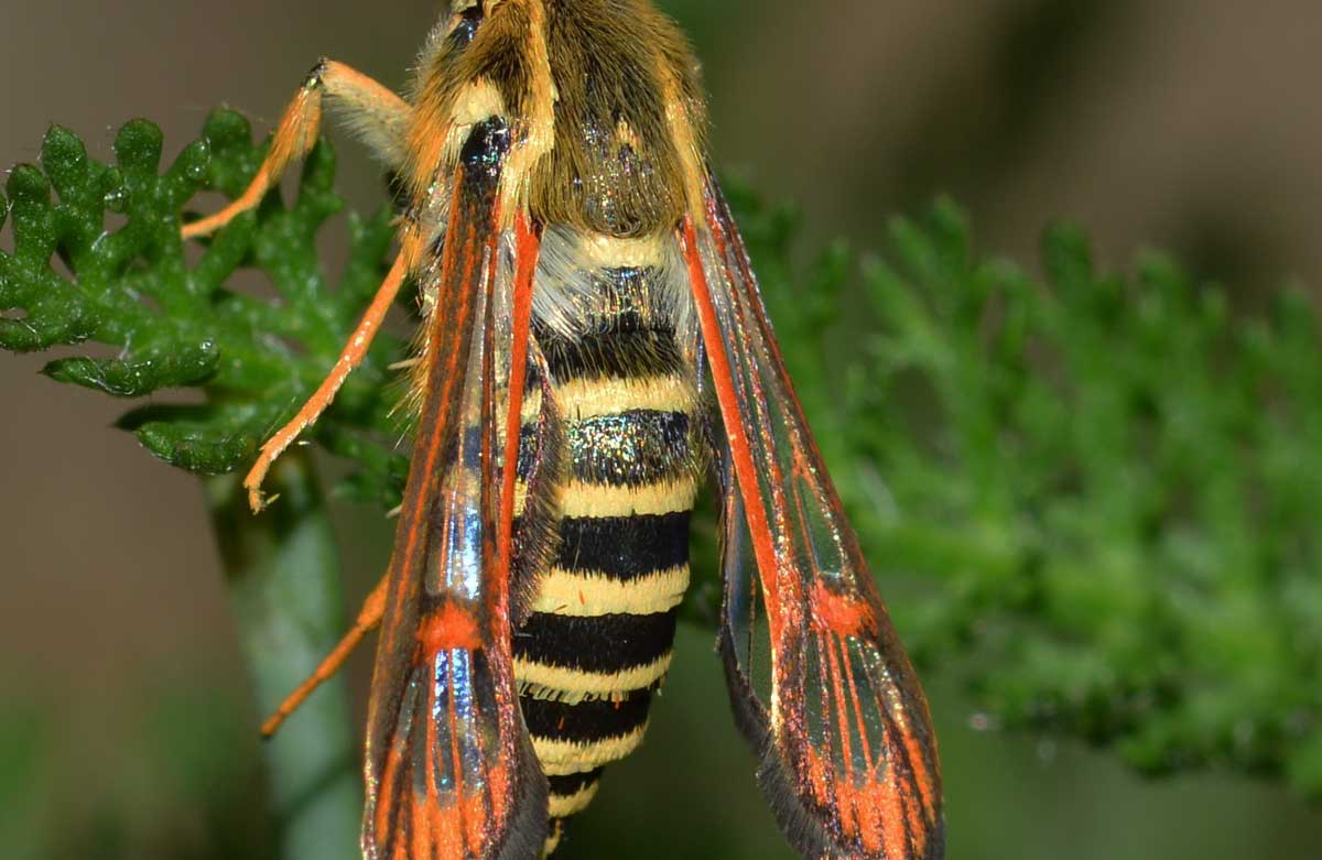 Da identificare - Bembecia sp.