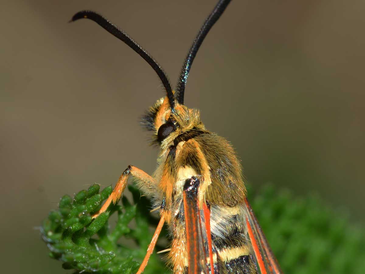 Da identificare - Bembecia sp.