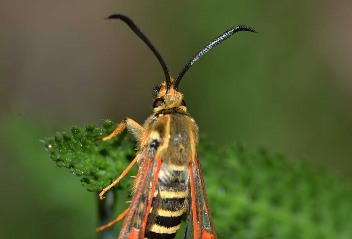 Da identificare - Bembecia sp.