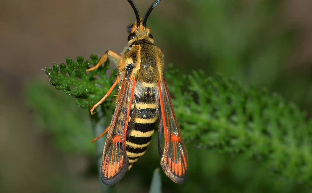 Da identificare - Bembecia sp.