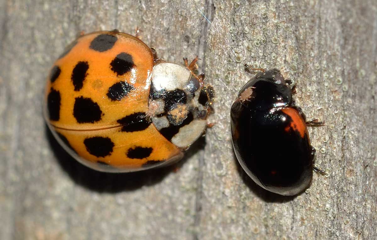 Adalia bipunctata, Coccinellidae