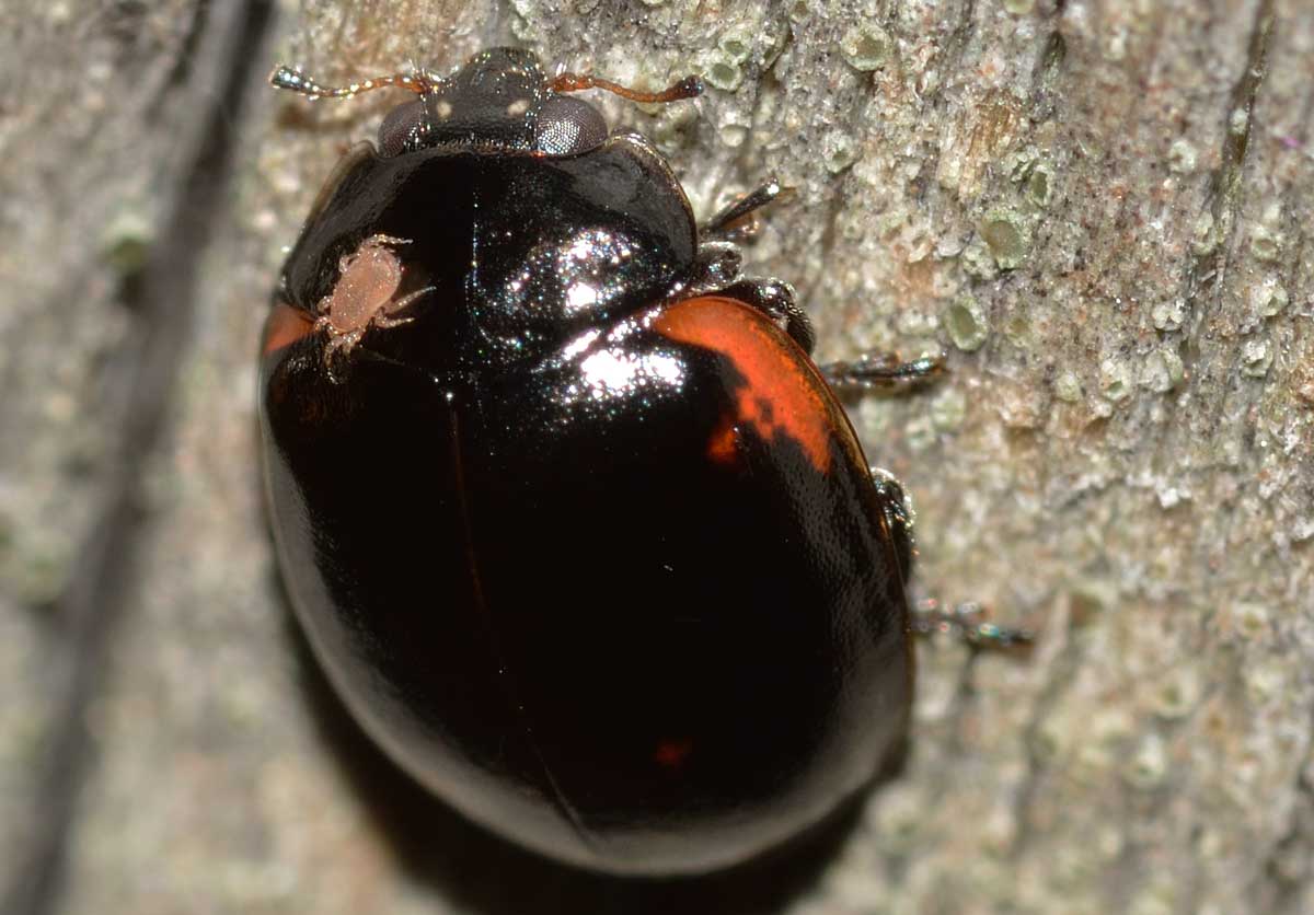 Adalia bipunctata, Coccinellidae