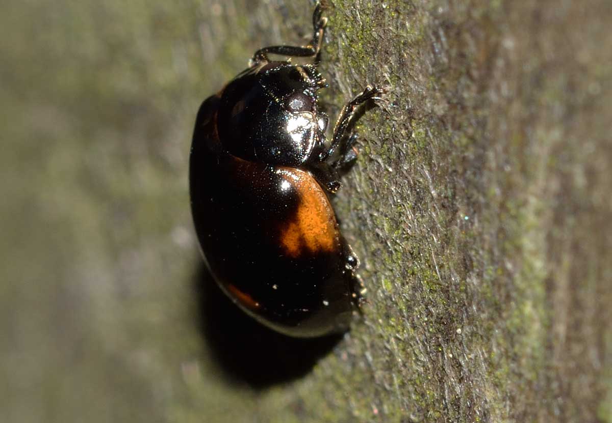 Adalia bipunctata, Coccinellidae