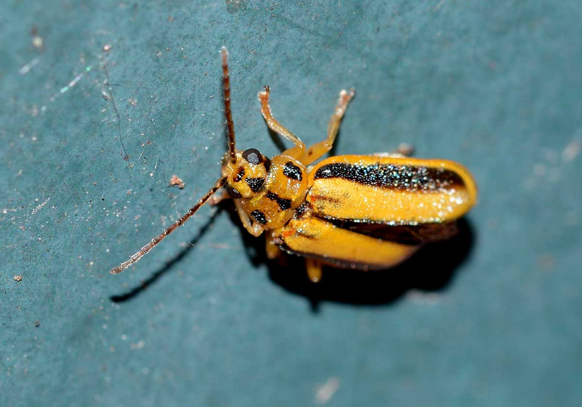 Xanthogaleruca luteola, Chrysomelidae